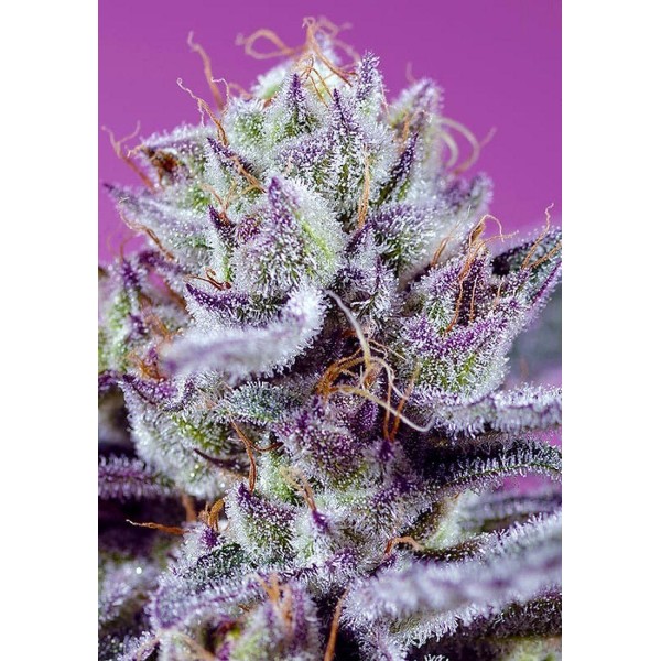 Canábis Diablo’s Delight XL Auto