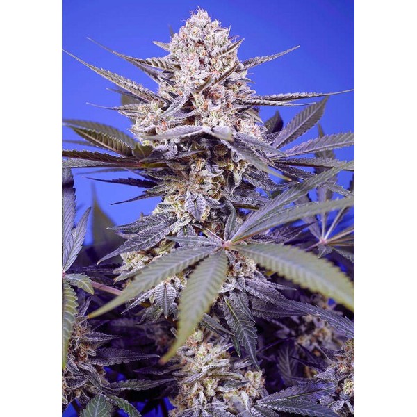 MARIJUANA PINEAPPLE SLUSH XL AUTO