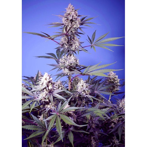 Black Muffin Fast Version de Sweet Seeds | Experiencia Natural