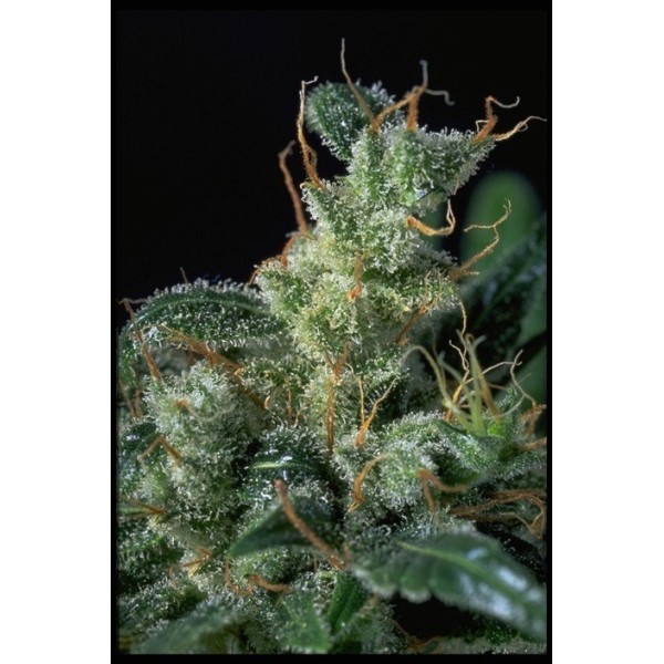 seriousseeds-kalimist