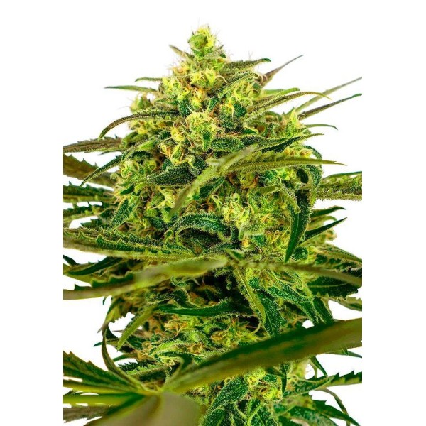 Sementes Sensi Amnesia Auto