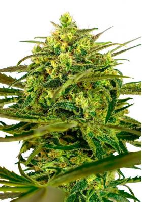 Sensi Amnesia feminizadas de Sensi Seeds