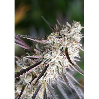 Botão denso com resina branca e tons verdes escuros da Florida Gaspack