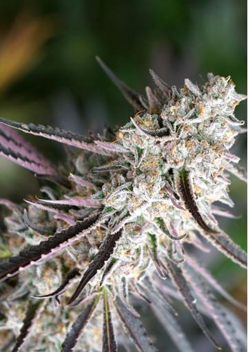 Cogollo denso con resina blanca y tonos verdes oscuros de Florida Gaspack