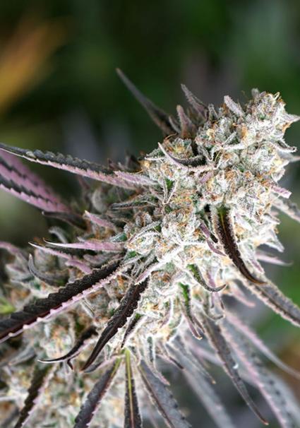 Cogollo denso con resina blanca y tonos verdes oscuros de Florida Gaspack