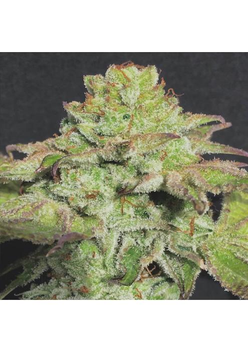 Alien Wedding Cookies 6 u. fem Mamiko Seeds