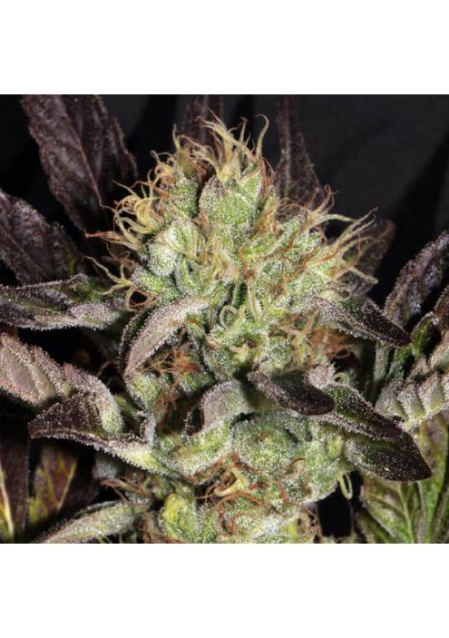 Big Apple Cookies 6 u. fem Mamiko Seeds