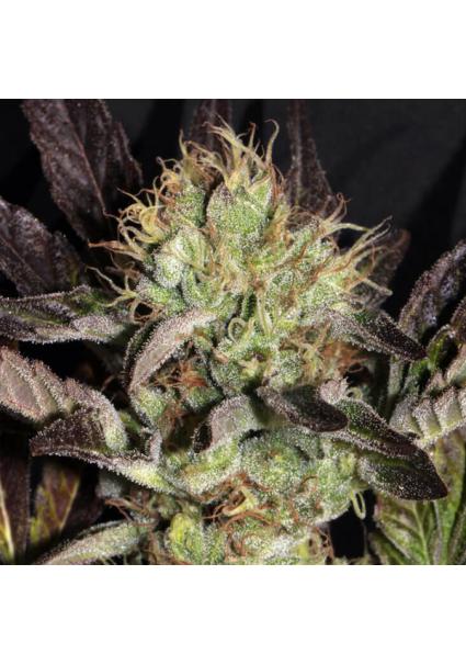 Big Apple Cookies 6 u. fem...