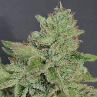 Charm Cookies 6 u. fem Mamiko Seeds