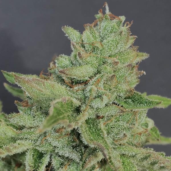 Charm Cookies 6 u. fem Mamiko Seeds
