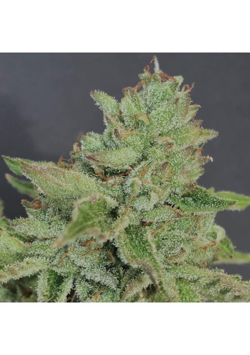 Charm Cookies 6 u. fem Mamiko Seeds