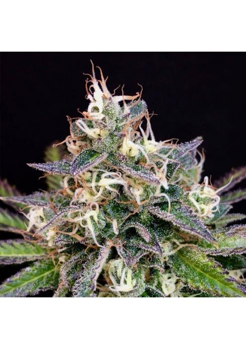 Cheese Cookies  Mamiko Seeds