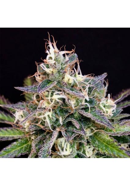 Cheese Cookies  Mamiko Seeds