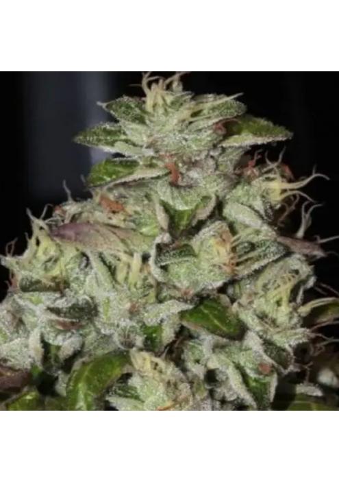 Fire Afghan Cookies  Mamiko Seeds