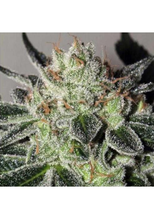 Mimosa Cookies 6 u. fem Mamiko Seeds