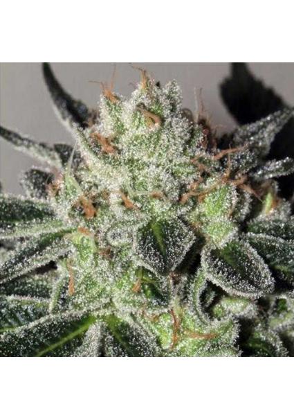 Mimosa Cookies  Mamiko Seeds