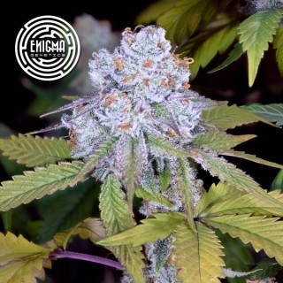 DosiDos Sherbert  fem Enigma Genetics