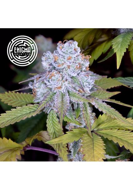 DosiDos Sherbert  fem...