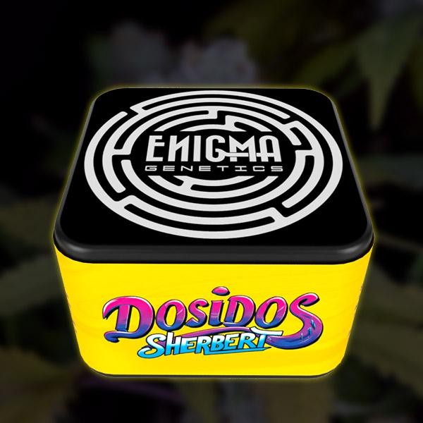 DosiDos Sherbert  fem Enigma Genetics