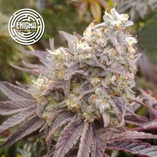 Forbidden Sherbert  fem Enigma Genetics