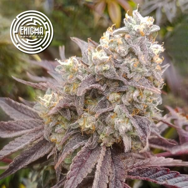 Forbidden Sherbert  fem Enigma Genetics