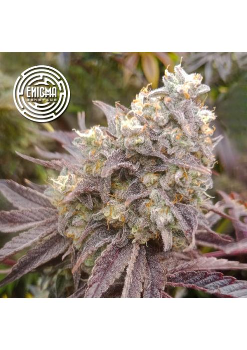 Forbidden Sherbert  fem Enigma Genetics