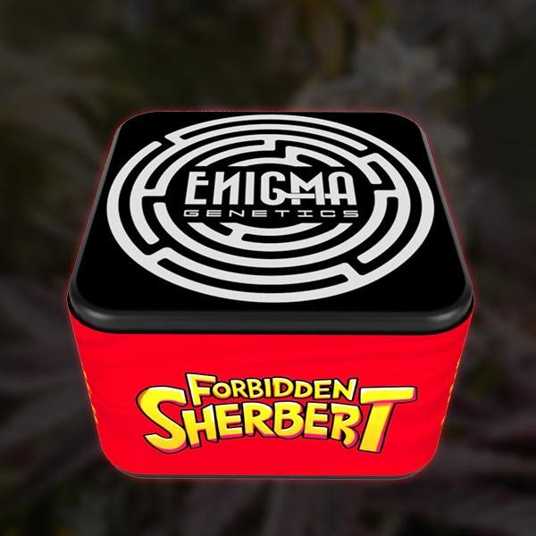 Forbidden Sherbert  fem Enigma Genetics