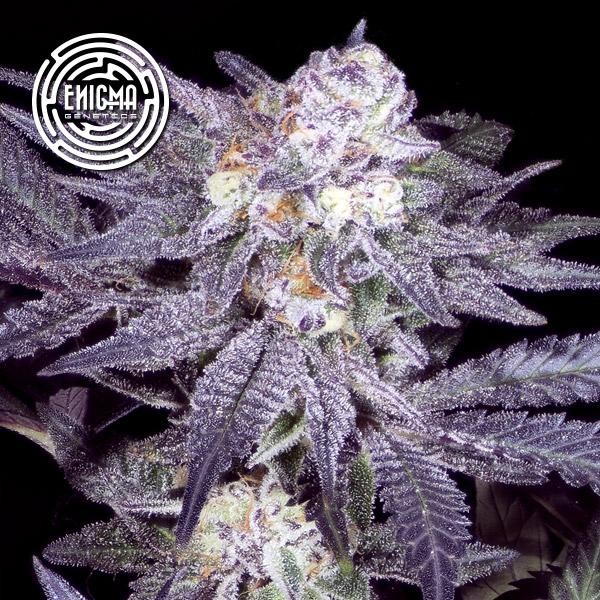 Jealousy 54 -  fem Enigma Genetics