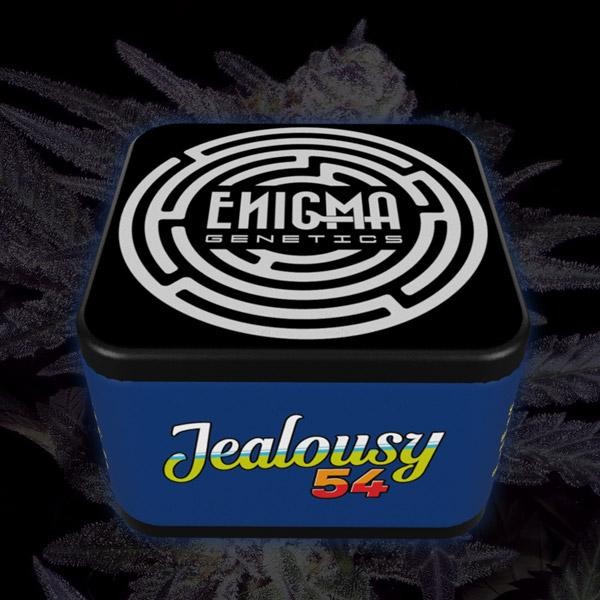 Jealousy 54 -  fem Enigma Genetics