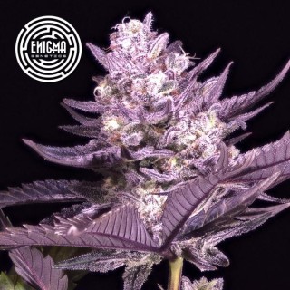 LA Kush Cake  fem Enigma Genetics