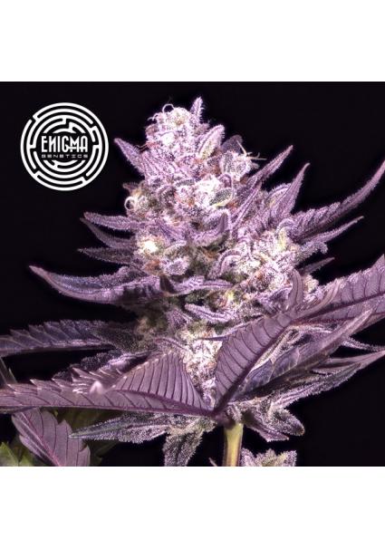 LA Kush Cake  fem Enigma...