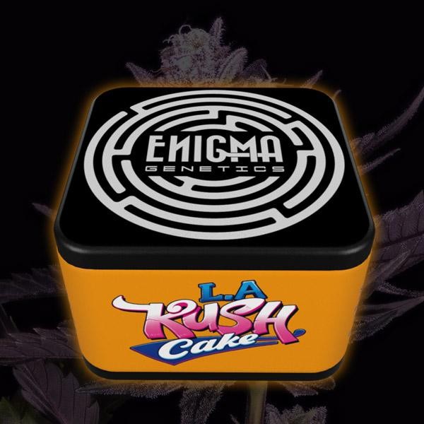 LA Kush Cake  fem Enigma Genetics