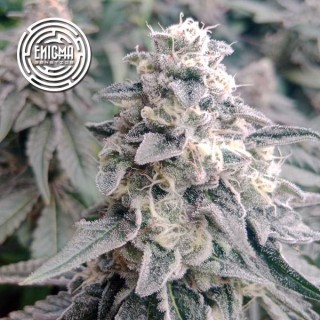 LA Wedding Pop  fem Enigma Genetics