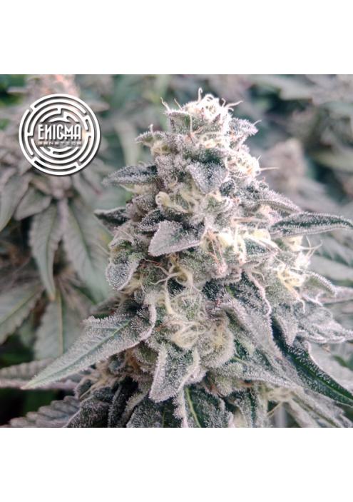 LA Wedding Pop  fem Enigma Genetics