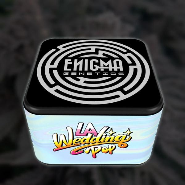 LA Wedding Pop  fem Enigma Genetics