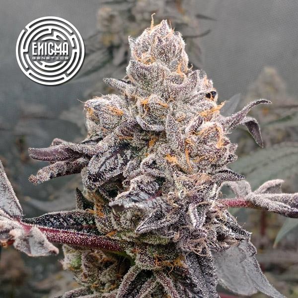 Original Sunset Sherbert  fem Enigma Genetics