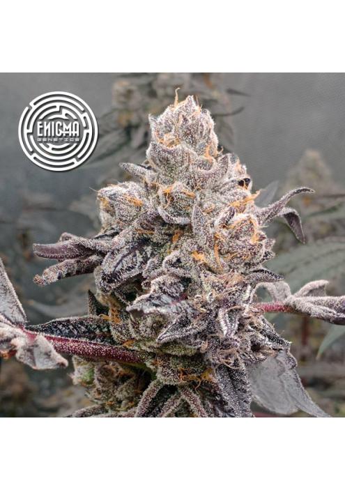 Original Sunset Sherbert  fem Enigma Genetics