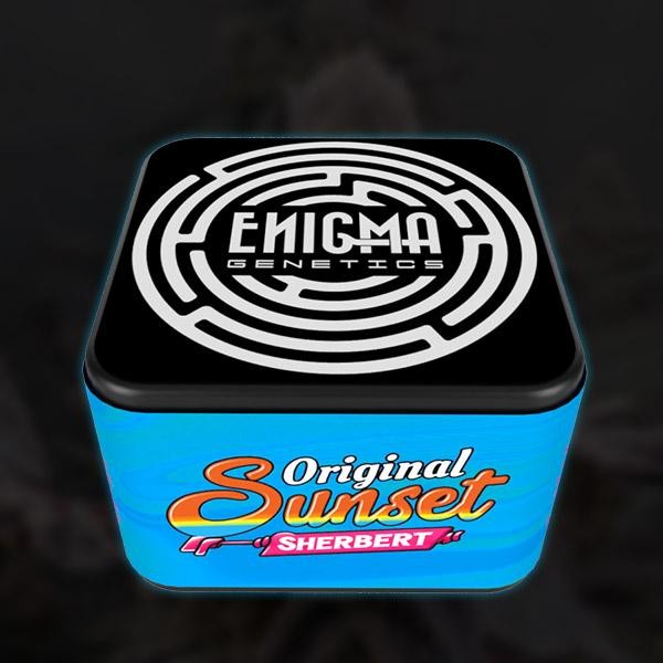 Original Sunset Sherbert  fem Enigma Genetics