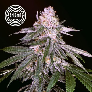 Rozay  fem Enigma Genetics