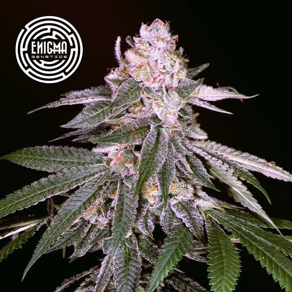 Rozay  fem Enigma Genetics