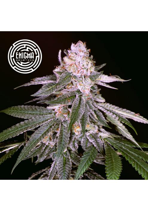 Rozay  fem Enigma Genetics