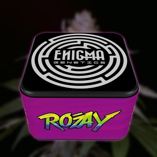 Rozay  fem Enigma Genetics