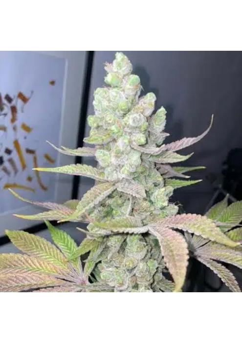 Candy Lime 4 u. fem ZmoothieZ