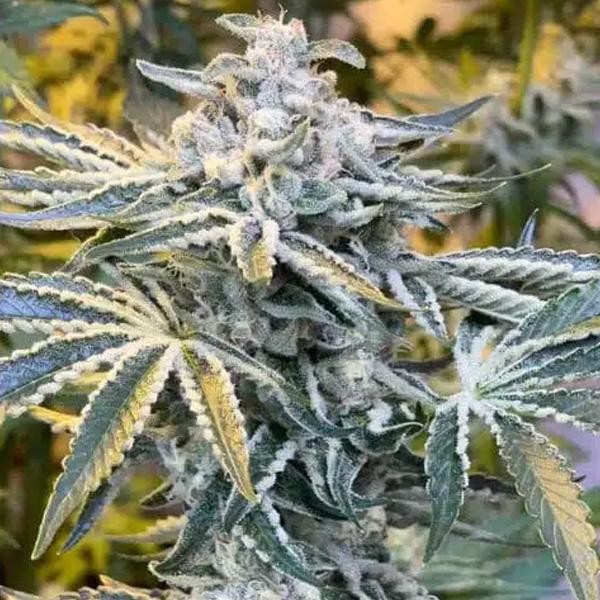 Candy´n Cream 4 u. fem ZmoothieZ