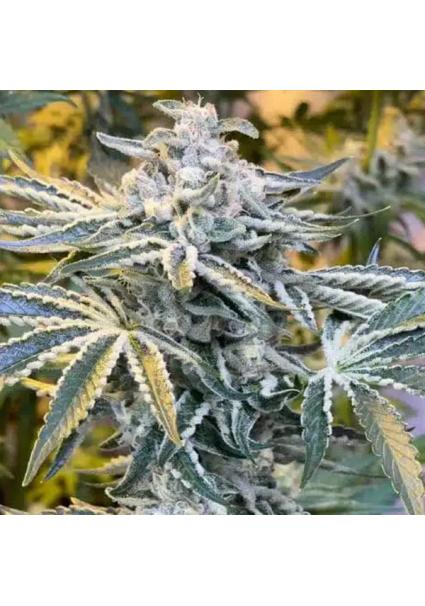 Candy´n Cream 4 u. fem...