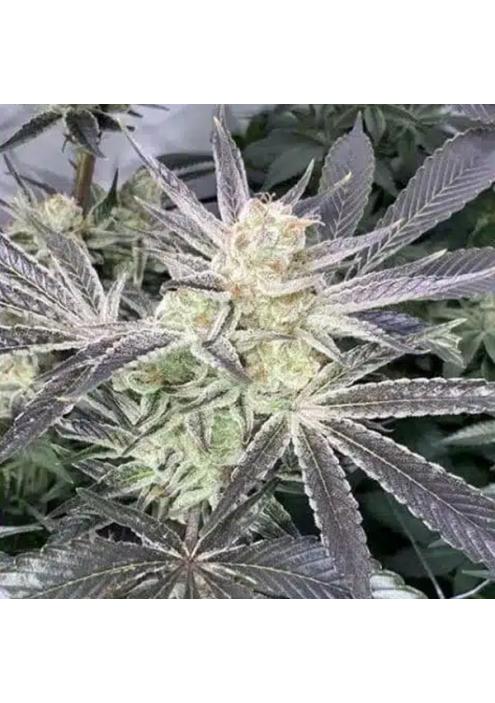 Forbidden Nectar 4 u. fem ZmoothieZ