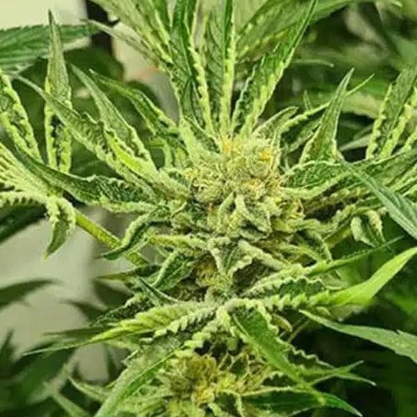 Frozen Cherry 4 u. fem ZmoothieZ