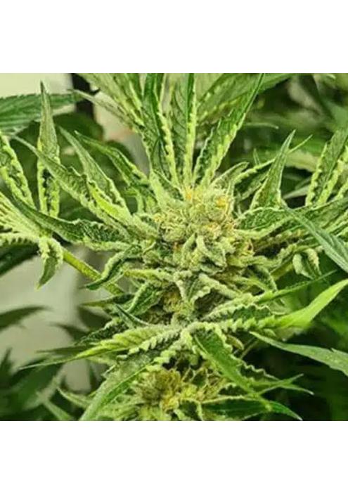 Frozen Cherry 4 u. fem ZmoothieZ