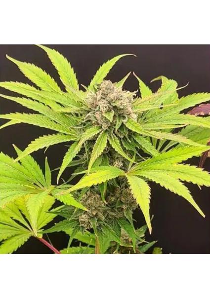 Guavarita 4 u. fem ZmoothieZ