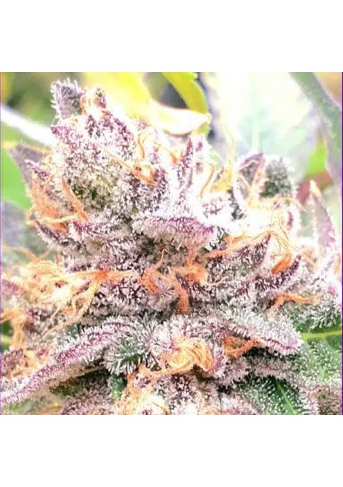 Jellyciouz 4 u. fem ZmoothieZ